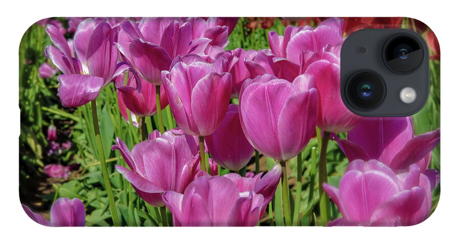 Oregon iPhone 14 Case featuring the photograph Tulips #3 by Greg Waddell