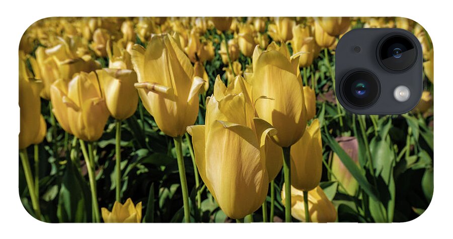 Oregon iPhone 14 Case featuring the photograph Tulips #4 by Greg Waddell