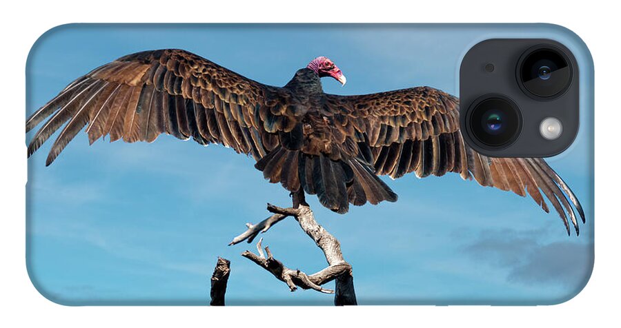 Adult iPhone 14 Case featuring the photograph Turkey Vulture Perched in a Dead Tree by Jeff Goulden