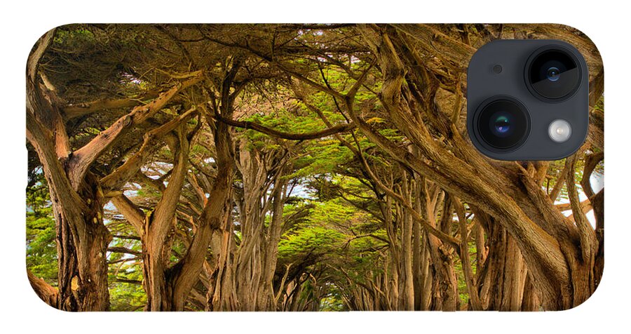 Point Reyes iPhone 14 Case featuring the photograph Twisted Point Reyes Cypress Tunnel by Adam Jewell