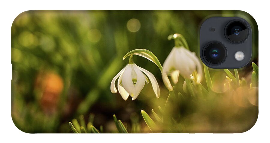 Galanthus Nivalis iPhone 14 Case featuring the photograph Galanthus nivalis at spring by Vaclav Sonnek