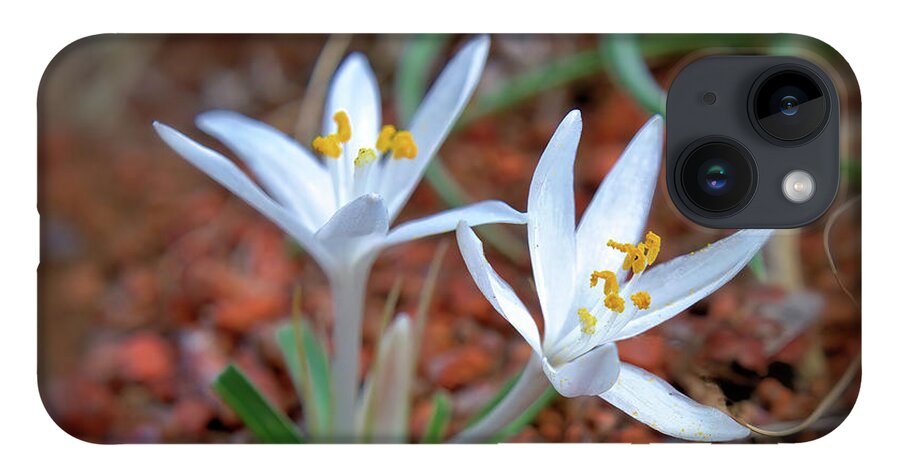 Wildflowers iPhone 14 Case featuring the photograph Two Sand Lilies by Bob Falcone