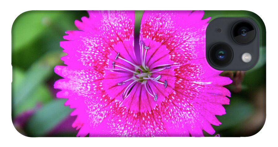China Pink iPhone 14 Case featuring the photograph Vibrant Pink Dianthus by Debra Martz