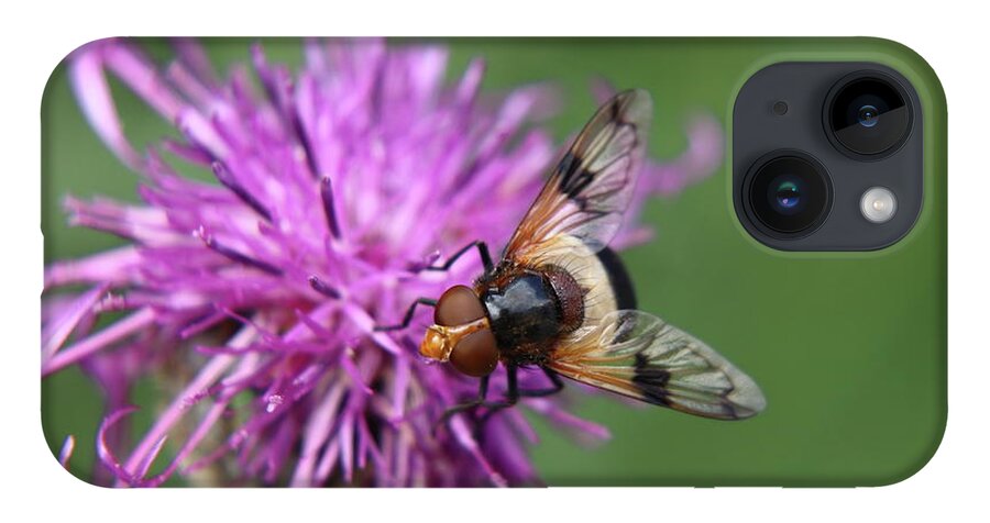 Volucella Pellucens iPhone Case featuring the photograph Volucella pellucens sitting and standing on red clover trying find some sweet by Vaclav Sonnek
