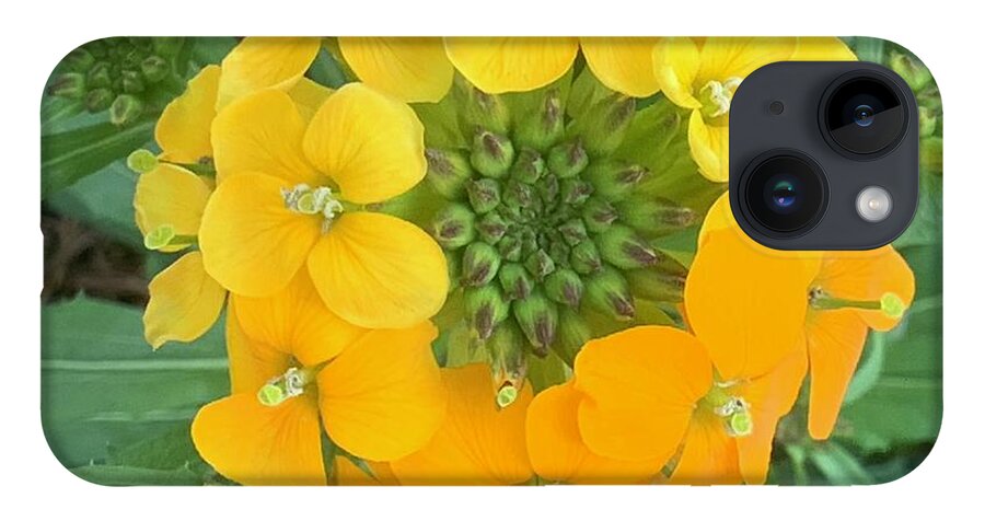 Wall iPhone 14 Case featuring the photograph Wall Flower by Catherine Wilson