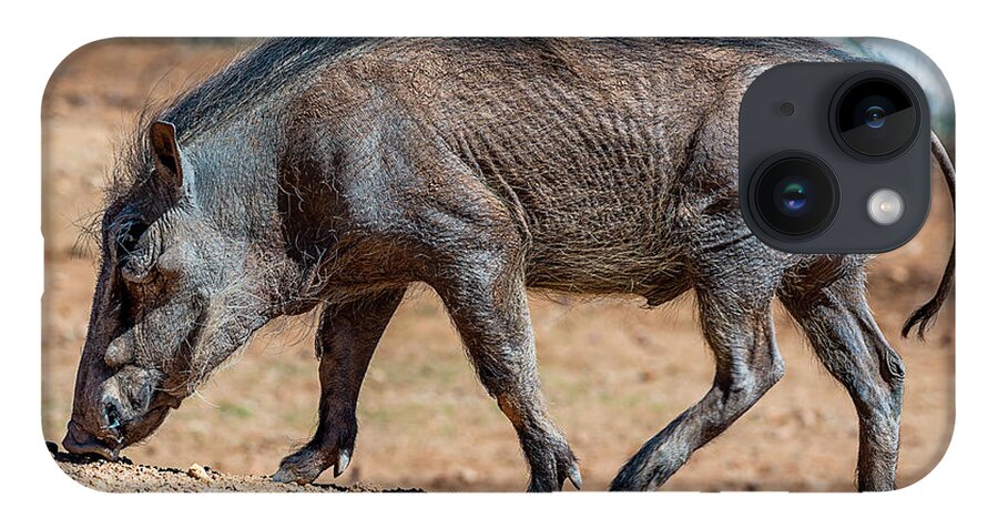  iPhone 14 Case featuring the photograph Warthog by Al Judge