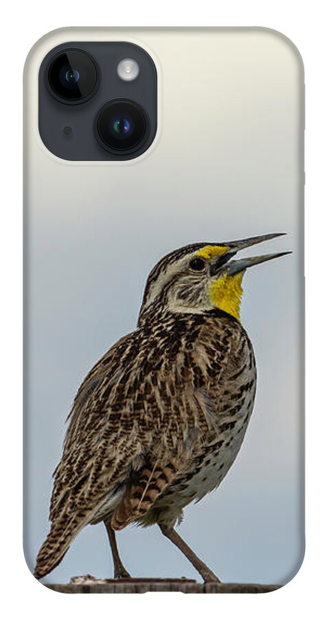 Western Meadowlark iPhone 14 Case featuring the photograph Western Meadowlark 2014 by Thomas Young