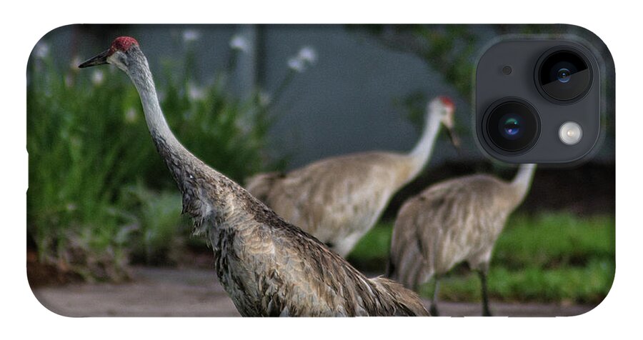 Bird iPhone 14 Case featuring the photograph When Cranes Visit by Portia Olaughlin