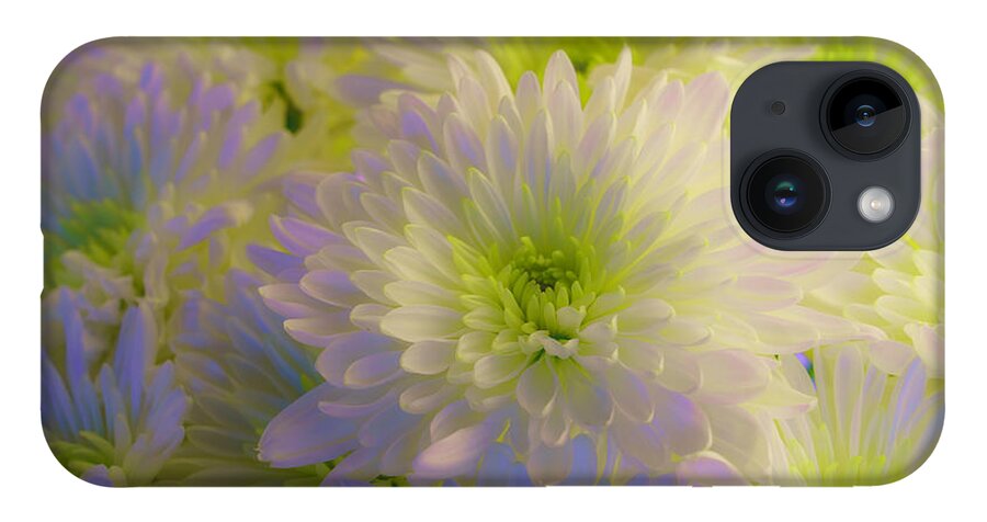 Beautiful iPhone 14 Case featuring the photograph White and Green Chrysanthemums 5 by Lindsay Thomson