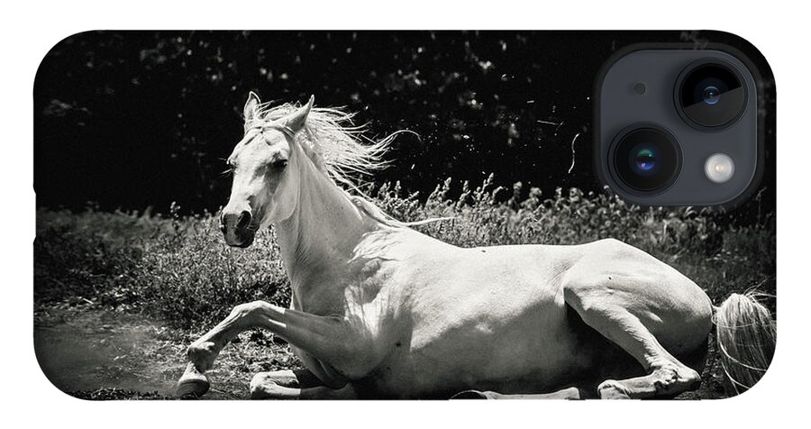 Horse iPhone 14 Case featuring the photograph White Horse Laying Down by Dimitar Hristov