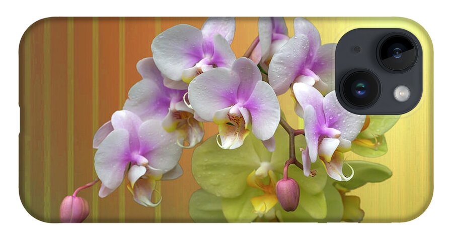 White Moth Orchids iPhone Case featuring the photograph White Moth Orchids by Cate Franklyn