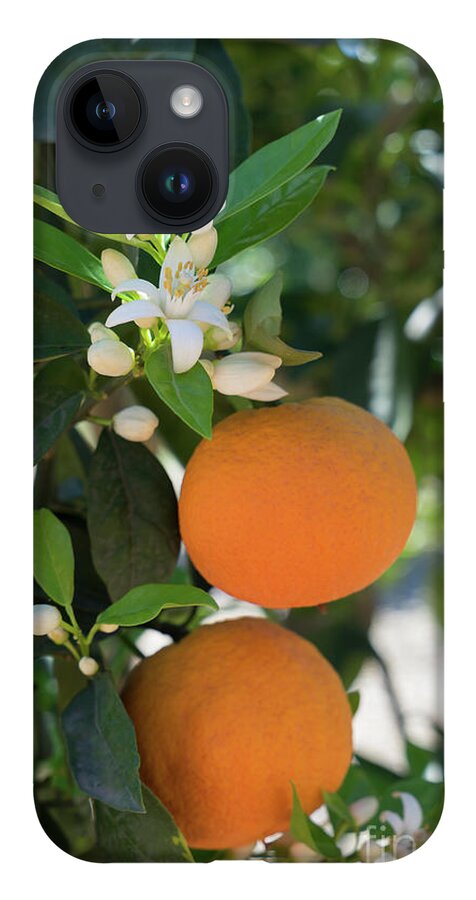 Orange Blossom iPhone 14 Case featuring the photograph White orange blossom, fruits and floral beauty in the mediterranean sunlight by Adriana Mueller
