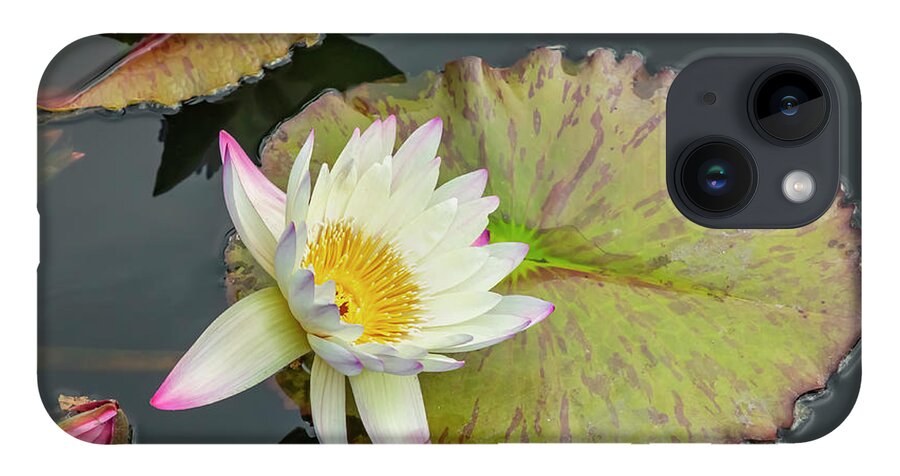 Lily iPhone Case featuring the photograph White Water Lily by Cate Franklyn