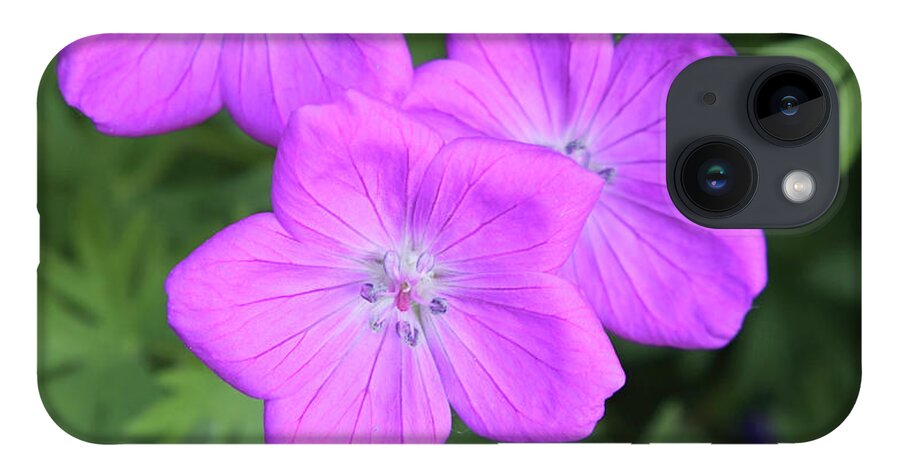 Flowers iPhone 14 Case featuring the photograph Wild Geraniums by Bob Falcone