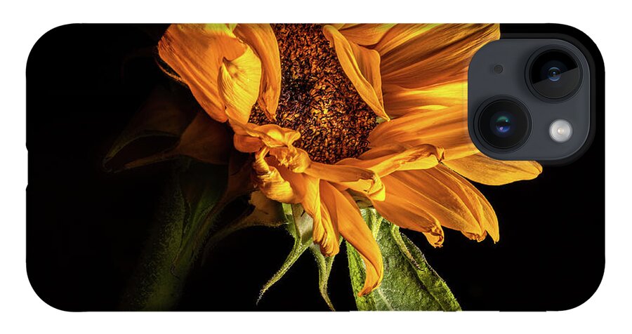 Black Background iPhone 14 Case featuring the photograph Wilting Sunflower #1 by Kevin Suttlehan