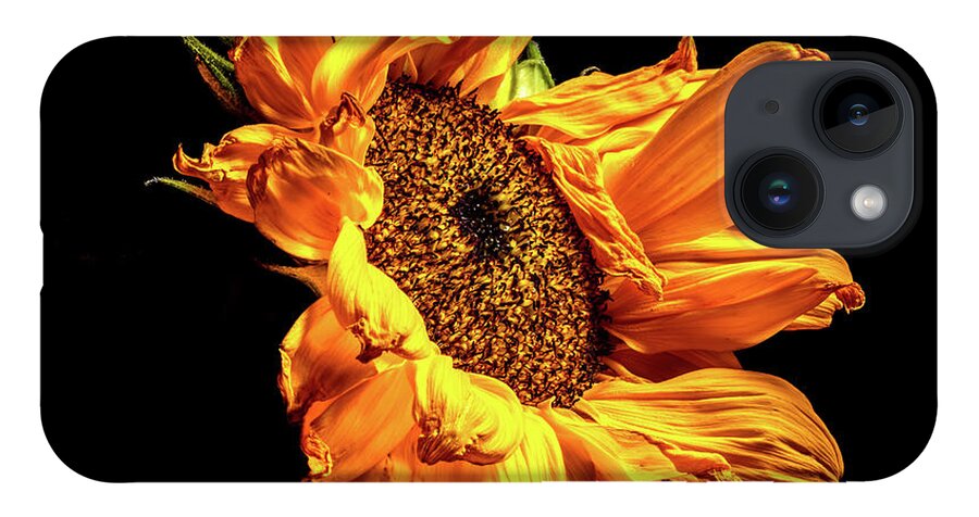 Black Background iPhone Case featuring the photograph Wilting Sunflower #2 by Kevin Suttlehan