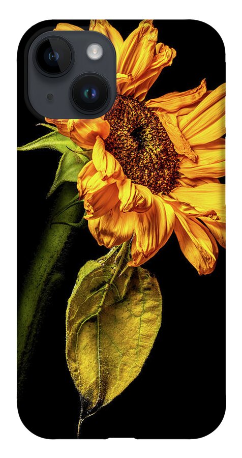4x5 Format iPhone 14 Case featuring the photograph Wilting Sunflower #5 by Kevin Suttlehan