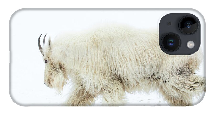 Mountain Goat iPhone 14 Case featuring the photograph Winter Mountain Goat by Wesley Aston