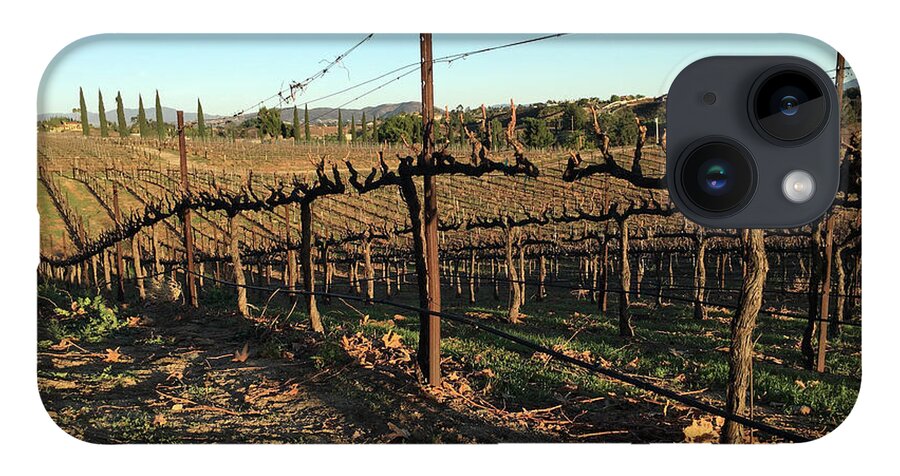 Winter iPhone Case featuring the photograph Winter Vines Hart Winery Temecula by Roxy Rich