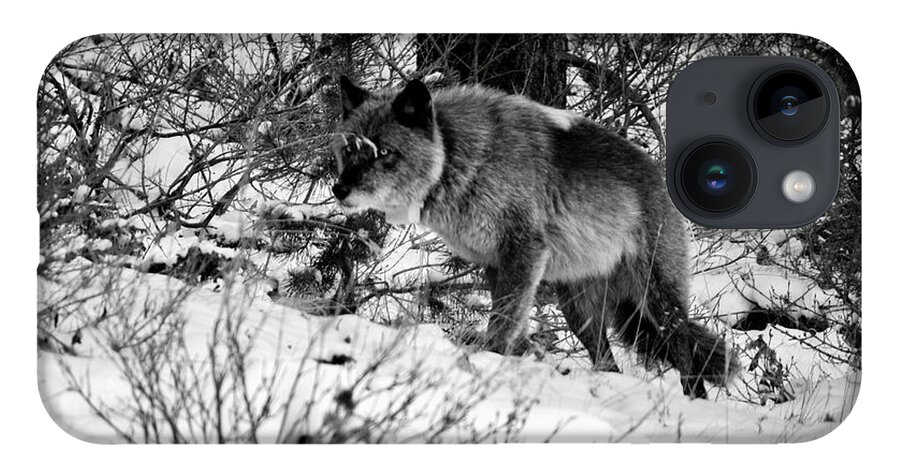 Banff iPhone 14 Case featuring the photograph Wolf in the snow by Wilko van de Kamp Fine Photo Art