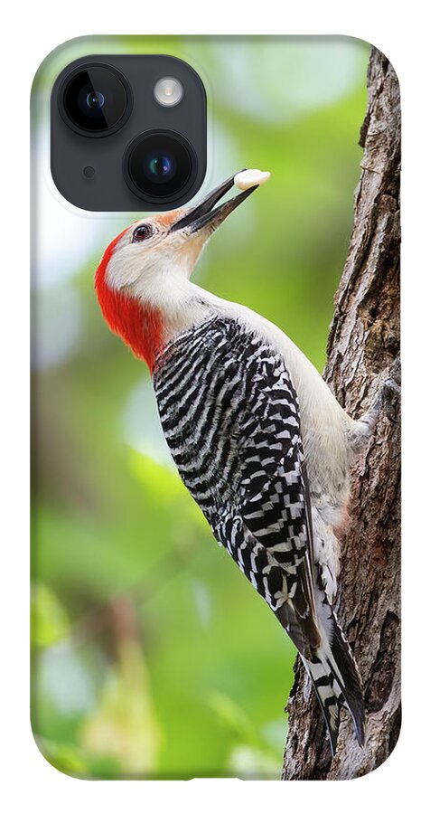 Woodpeckers iPhone Case featuring the photograph Woodpecker Cache and Carry by Chris Scroggins