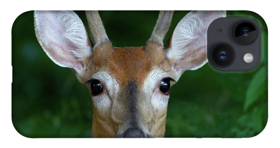 White Tailed Deer iPhone 14 Case featuring the photograph Young Buck by Chris Scroggins