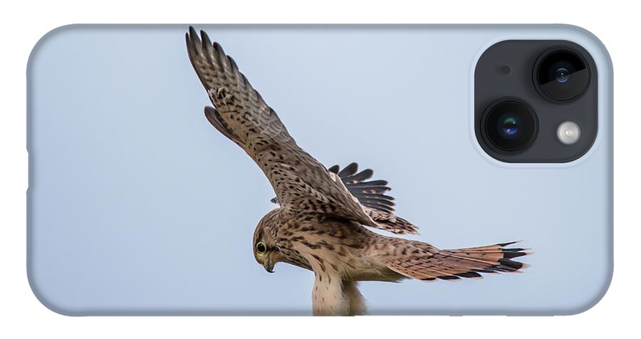 Kestrel iPhone 14 Case featuring the photograph Young European Kestrel Landing by Torbjorn Swenelius