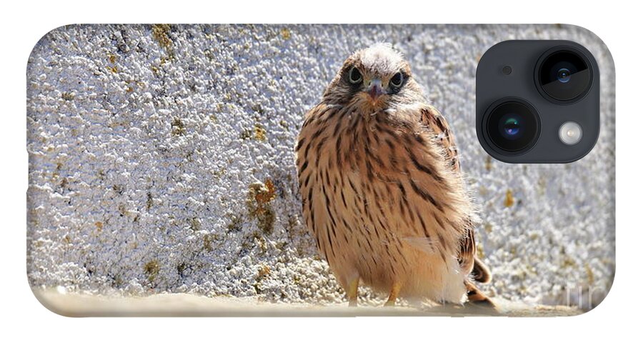 Calidris iPhone 14 Case featuring the photograph Young Falcon kestrel by Frederic Bourrigaud
