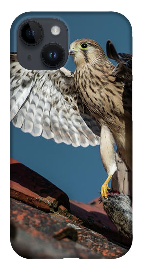 Young Kestrel iPhone 14 Case featuring the photograph Young flying Kestrel with the prey in the claw by Torbjorn Swenelius