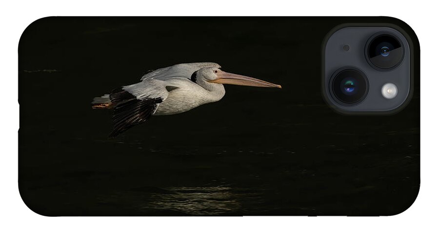 American White Pelican iPhone 14 Case featuring the photograph Young Pelican 2016-8 by Thomas Young