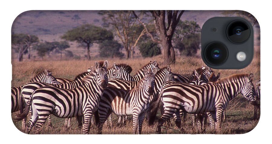 Africa iPhone Case featuring the photograph Zebra Herd by Russ Considine