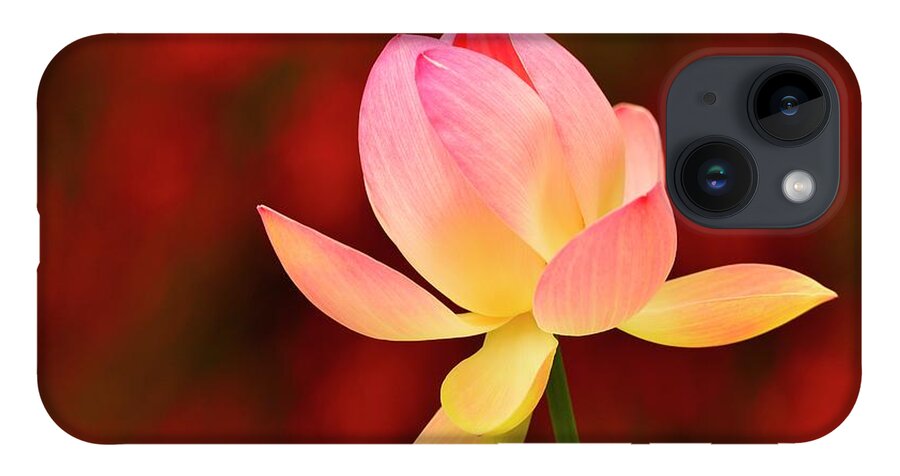 Flower iPhone 14 Case featuring the photograph Impressions by John F Tsumas