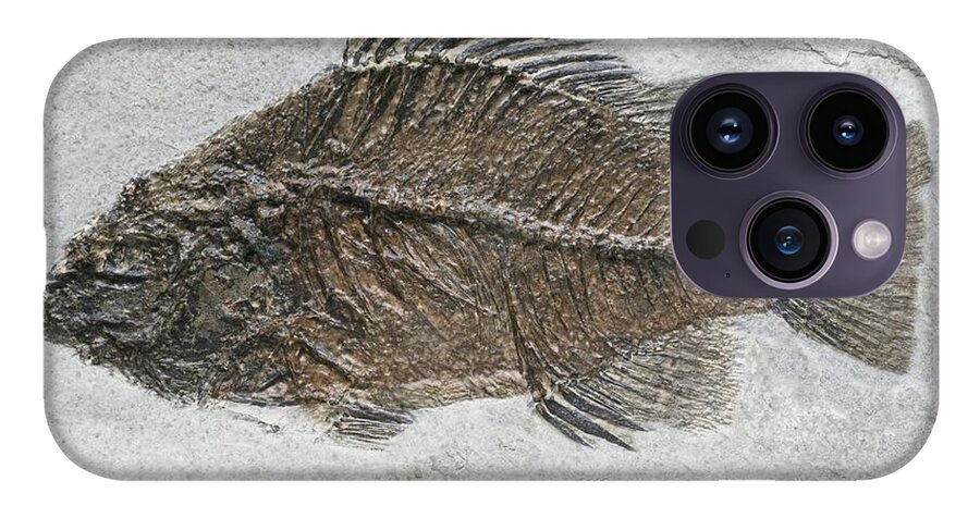 Prehistoric Perch Fossil iPhone 14 Pro Max Case by Sinclair