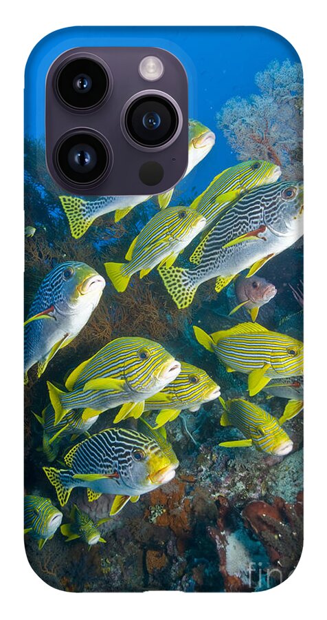 https://render.fineartamerica.com/images/rendered/default/phone-case/iphone14promax/images/artworkimages/medium/1/1-yellow-and-blue-striped-sweeltip-fish-mathieu-meur.jpg?&targetx=-88&targety=0&imagewidth=1191&imageheight=1794&modelwidth=1014&modelheight=1794&backgroundcolor=102D36&orientation=0