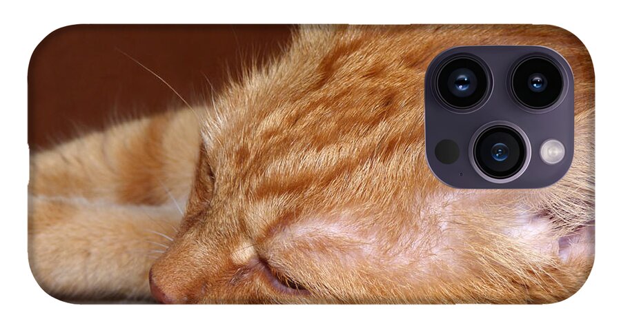 Orange cat #2 iPhone 14 Pro Max Case by Miroslav Nemecek - Pixels