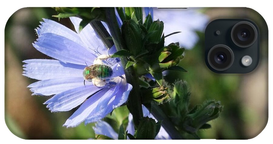 Chicory iPhone Case featuring the photograph Chicory Blue by J L Zarek