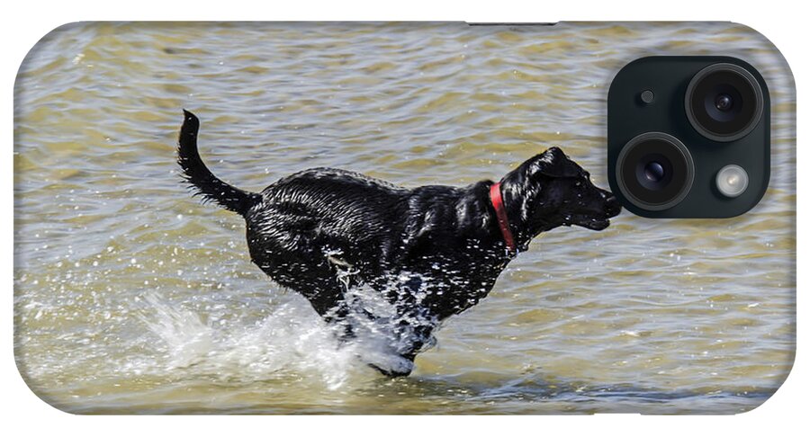 Animal; Ball; Best Friend; Breed; Companion; Creature; Domestic; Domestic Animal; Family Dog; Family Friend; Family Pet; Fetch The Ball; Four Legged Friend; Game; Labrador; Loving; Mans Best Friend; Nature; Of; Pet; Playing; Pooch; Red; Running; Water; Black; Canine; Dog; Friendship; Fun; iPhone Case featuring the photograph Fetch the ball by Chris Smith