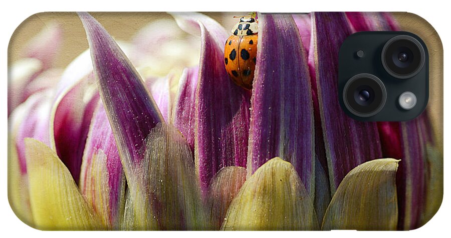 Ladybug On Dahlia iPhone Case featuring the photograph In Between by Fraida Gutovich