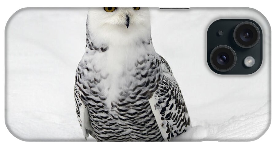 Snowy Owl iPhone Case featuring the photograph Snowy Owl Bubo scandiacus by Lilach Weiss