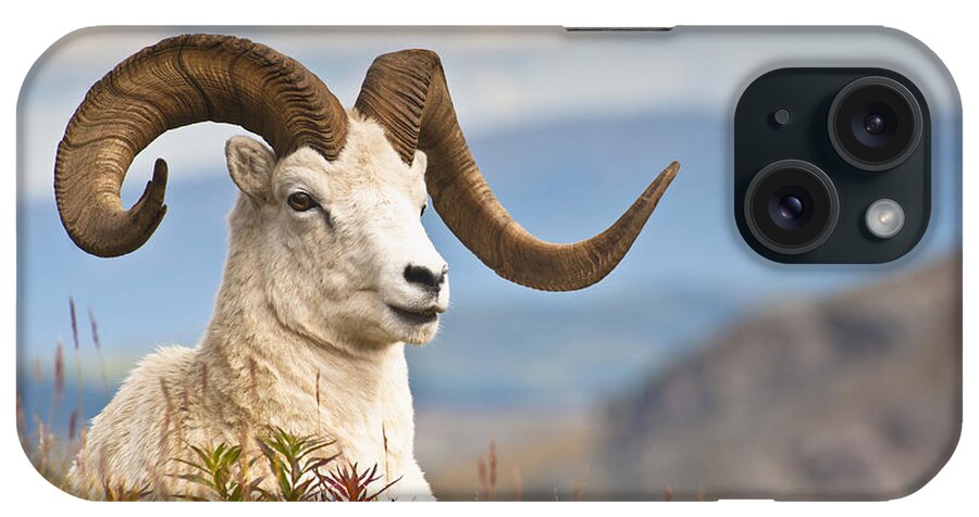 Jones iPhone Case featuring the photograph Adult Dall Sheep Ram Resting #1 by Michael Jones