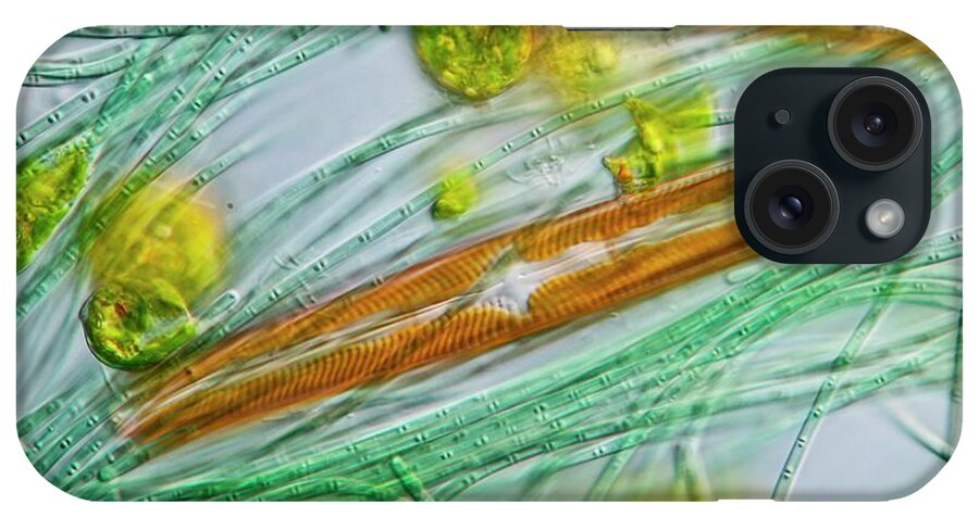 Aquatic iPhone Case featuring the photograph Algae #1 by Gerd Guenther/science Photo Library