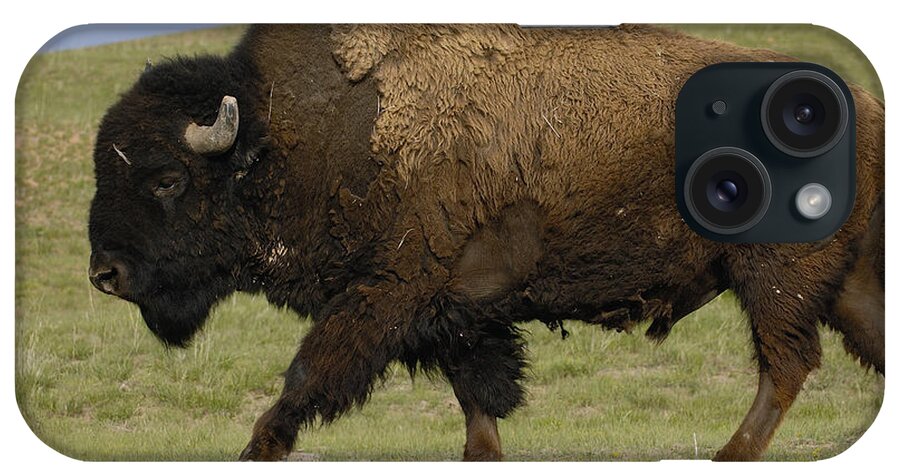 Feb0514 iPhone Case featuring the photograph American Bison Male Wyoming #1 by Pete Oxford
