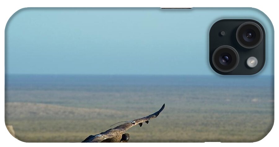 Andean Condor iPhone Case featuring the photograph Andean Condor #1 by Philippe Psaila/science Photo Library