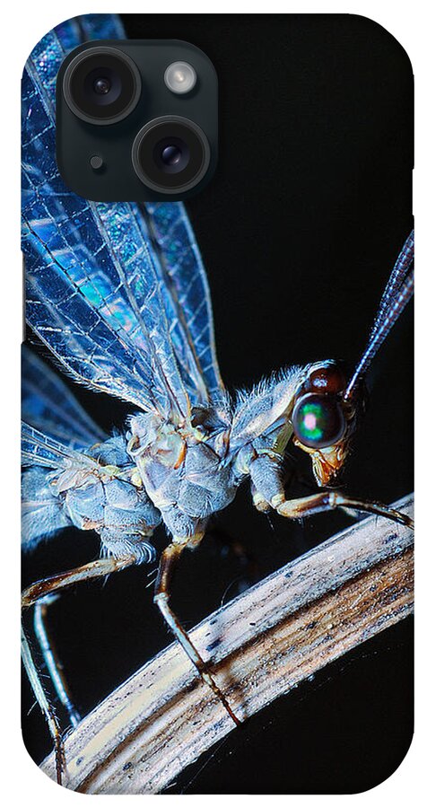 Photograph iPhone Case featuring the photograph Antlion #1 by Larah McElroy