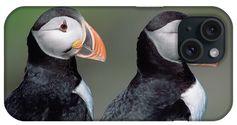 00342623 iPhone Case featuring the photograph Atlantic Puffins In Breeding Colors #2 by Yva Momatiuk and John Eastcott
