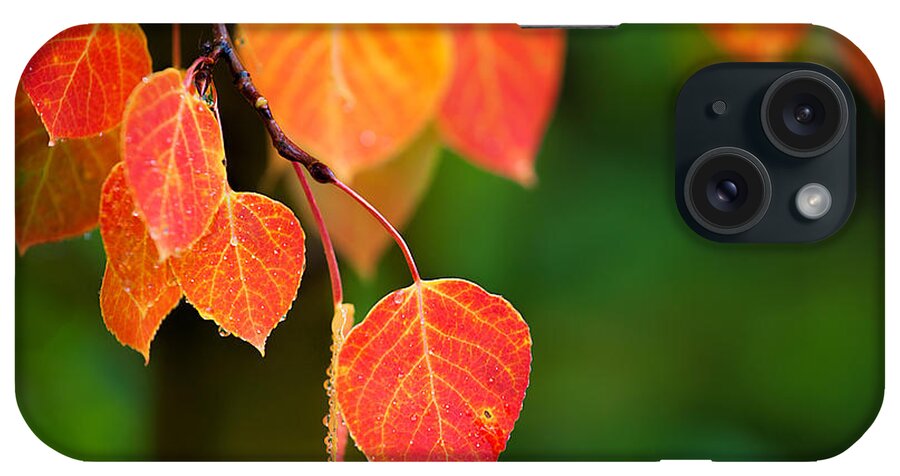 Autumn Colors iPhone Case featuring the photograph Autumn Curtain #1 by Jim Garrison