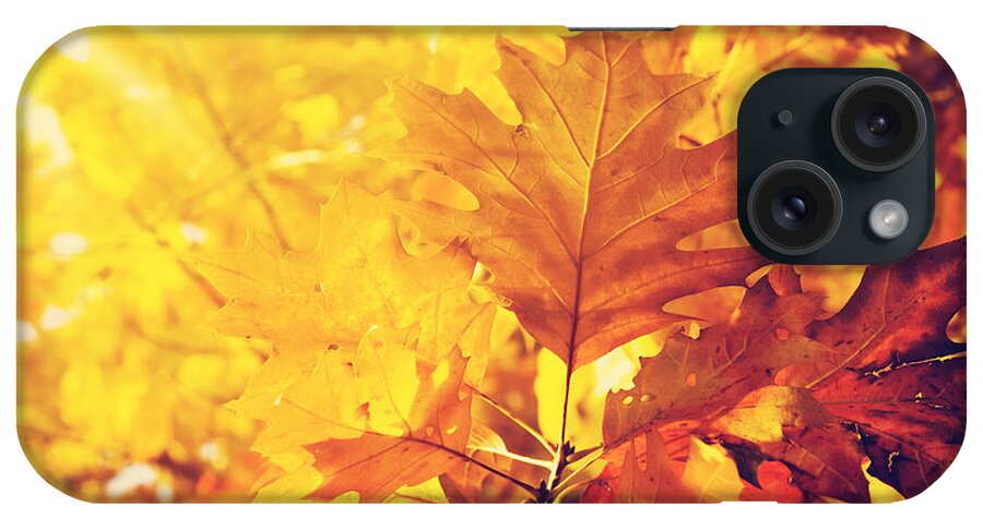 Autumn iPhone Case featuring the photograph Autumn Leaves #3 by Jelena Jovanovic