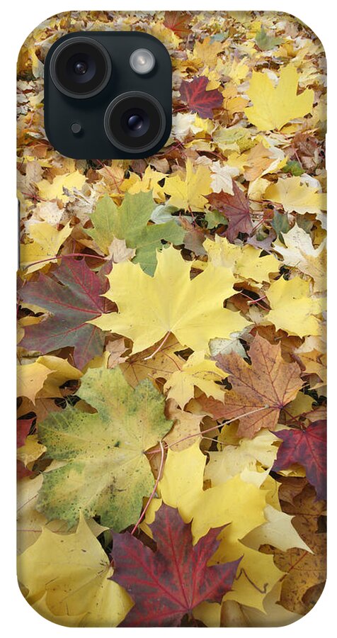 Feb0514 iPhone Case featuring the photograph Autumn Sycamore Leaves Germany #1 by Duncan Usher