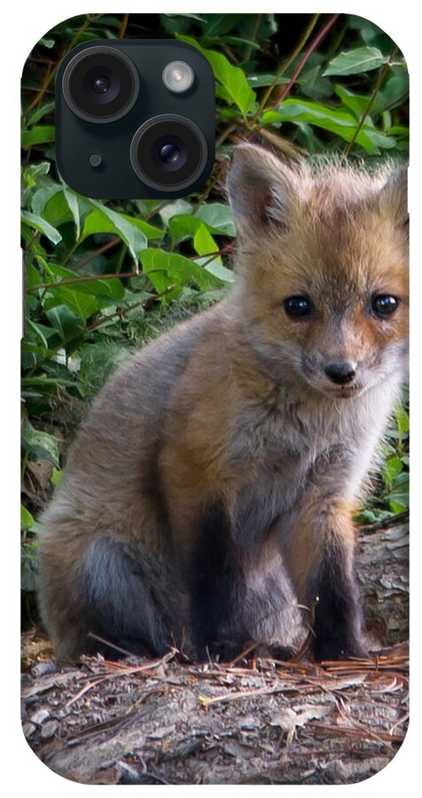 Wildlife iPhone Case featuring the photograph Baby Fox #1 by Stacy Abbott