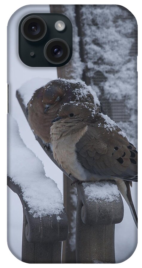 Dove iPhone Case featuring the photograph Baby It's Cold Outside 2 #1 by Phil Abrams